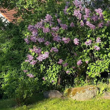 Ruhe-natur-meerblick-das-atelier-in-lohme-wandern-radfahren-golf-direkt-vor-der-tuer Tatil Evi *